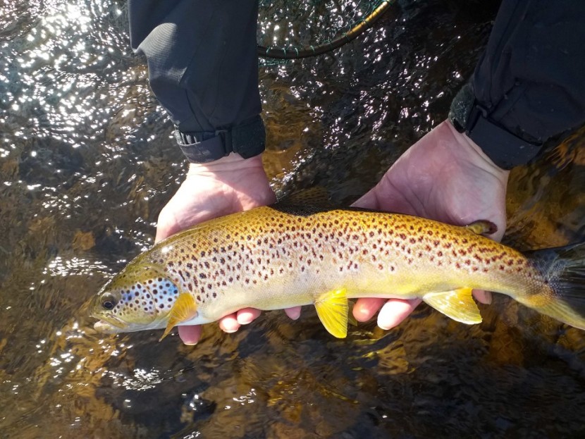 Usk leopard - SJ from Herefordshire